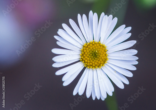 Erigeron Stallone