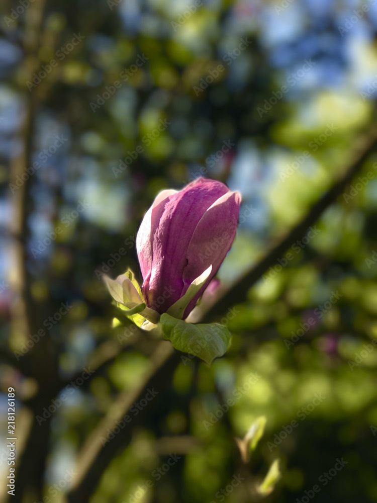 Spring floral background with blooming pink magnolia flowers on a green garden background. Close-up view of pink blooming magnolia. Spring delicate magnolia blossom on tree branches on sun light. Spring floral background with blooming pink magnolia flowers on a green garden background. Close-up view of pink blooming magnolia. Spring delicate magnolia blossom on tree branches on sun light.