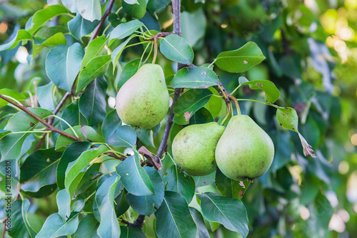 Green organic pears on the tree 