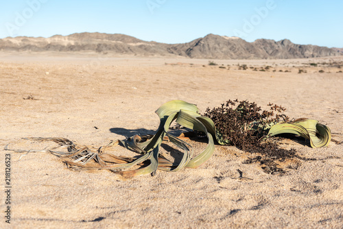Large tangled welwitschia on sandy ground with mountains as background, blue sky, Namibia