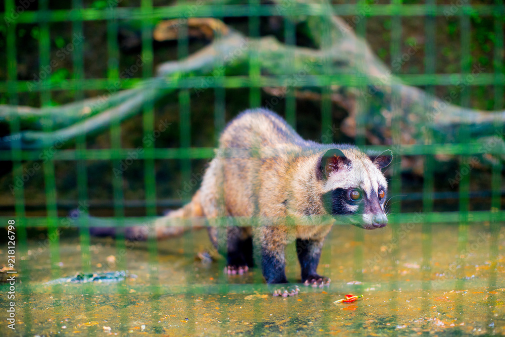 Foto de Coffee beans on the tree in Bali, Indonesia. Kopi Luwak is the