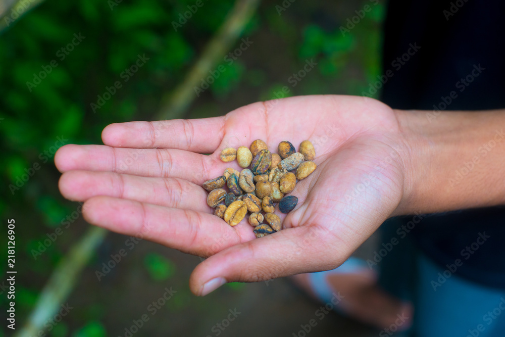 Coffee beans on the tree in Bali, Indonesia. Kopi Luwak is the most expensive coffee in the