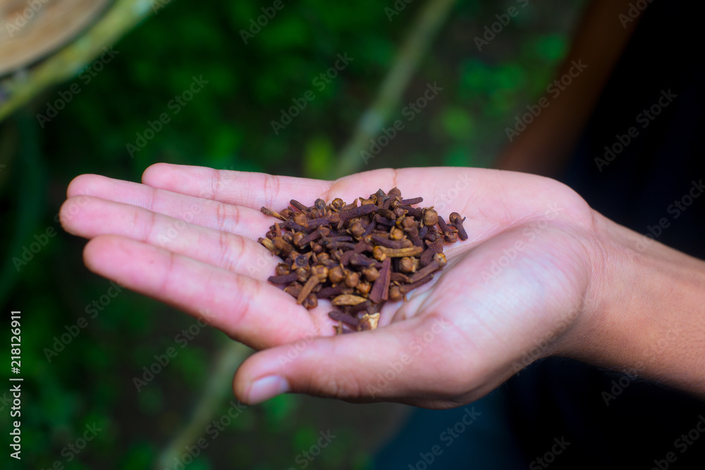 Coffee beans on the tree in Bali, Indonesia. Kopi Luwak is the most