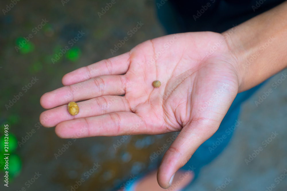 Coffee beans on the tree in Bali, Indonesia. Kopi Luwak is the most
