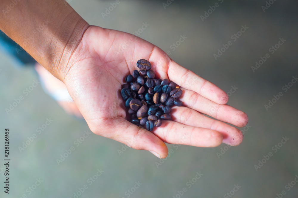 Coffee beans on the tree in Bali, Indonesia. Kopi Luwak is the most expensive coffee in the world, also called as Cat Poop Coffee. Coffee beans on the tree in Bali, Indonesia. Kopi Luwak is the most expensive coffee in the world, also called as Cat Poop Coffee.