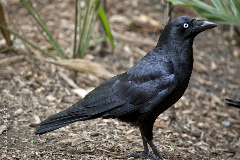 raven raven