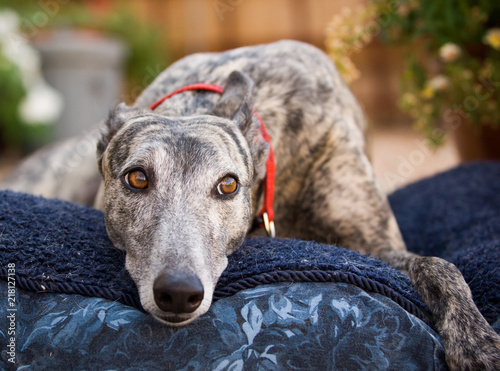 Tablou Canvas Greyhound dog lying down on blue bed
