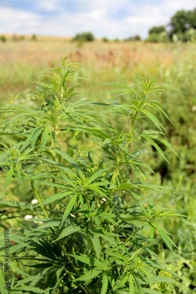 Cannabis ruderalis growing in bush Cannabis ruderalis growing in bush