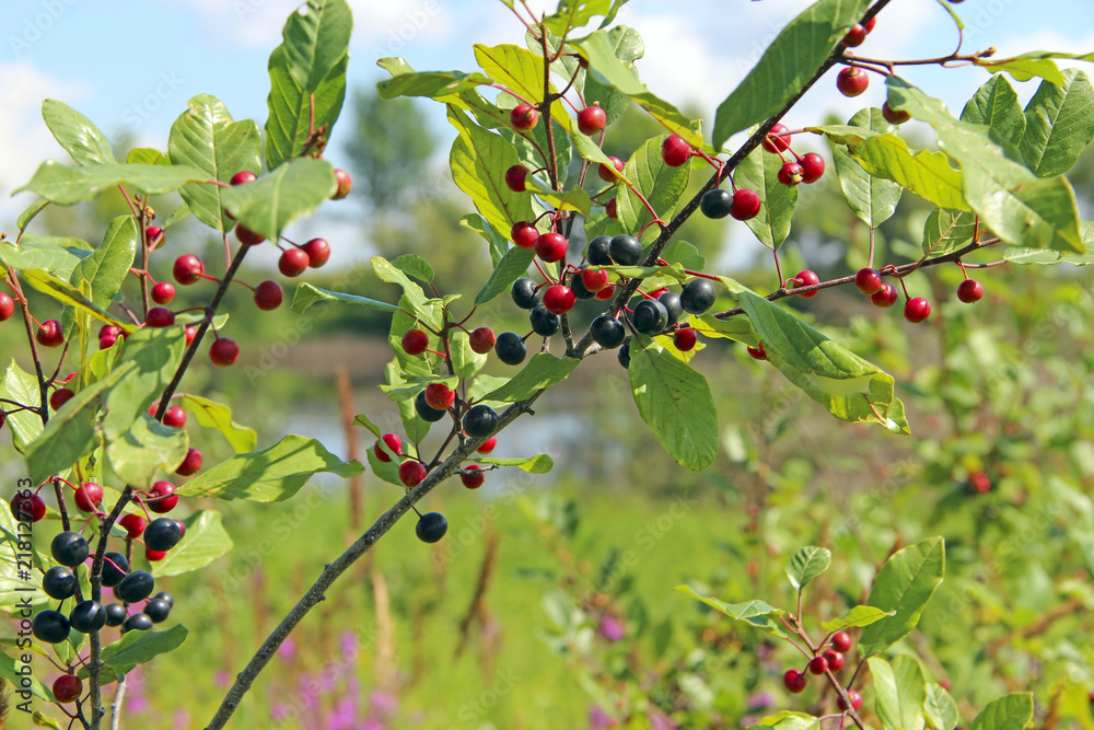 Fototapeta premium Branches of Frangula alnus with black and red berries