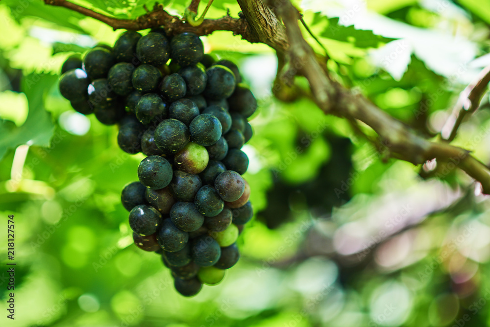 Single bunch of red grapes with green leaves on the vine. Vineyards flooded with sunlight. Ripe grapes in fall. Fresh fruits. Agriculture, gardening, harvest concept.