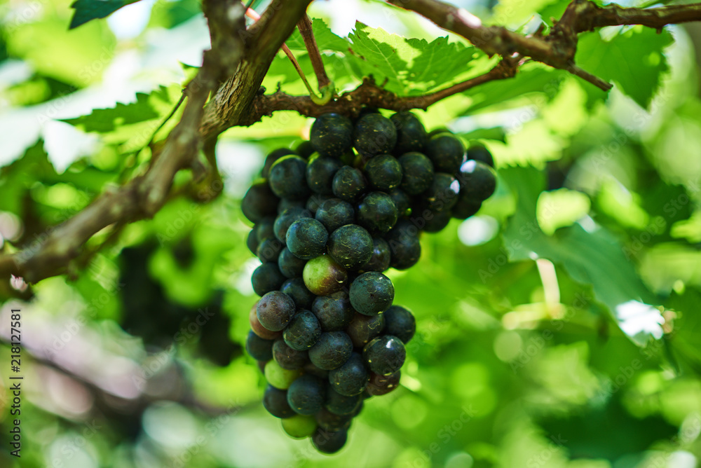 Detail view of vineyard with ripe grapes ready for harvest. Fresh red grapes on the vine in sunlight. Organic grapes in vineyard. Bunch of ripe grape at nature garden. Detail view of vineyard with ripe grapes ready for harvest. Fresh red grapes on the vine in sunlight. Organic grapes in vineyard. Bunch of ripe grape at nature garden.