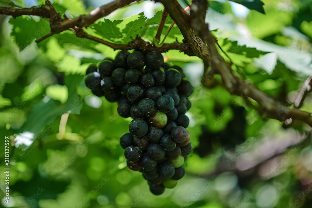 Vine with ripe grapes and leaves just before harvest. Grapes bunch on a vine in the sunshine in the organic vineyard. Sunny vineyard on the background. Agriculture, gardening, harvest concept. Vine with ripe grapes and leaves just before harvest. Grapes bunch on a vine in the sunshine in the organic vineyard. Sunny vineyard on the background. Agriculture, gardening, harvest concept.