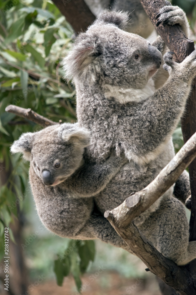 Fototapeta premium koala i joey