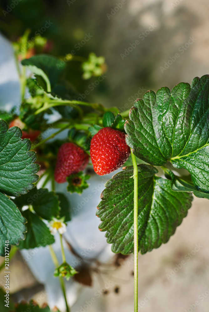 Cultivation strawberry on the hydroponic farm. Plants filled with ripening fruit at a hydroponic farm plantation. Close-up of strawberries with white flower in the garden. Agriculture industry. Cultivation strawberry on the hydroponic farm. Plants filled with ripening fruit at a hydroponic farm plantation. Close-up of strawberries with white flower in the garden. Agriculture industry.