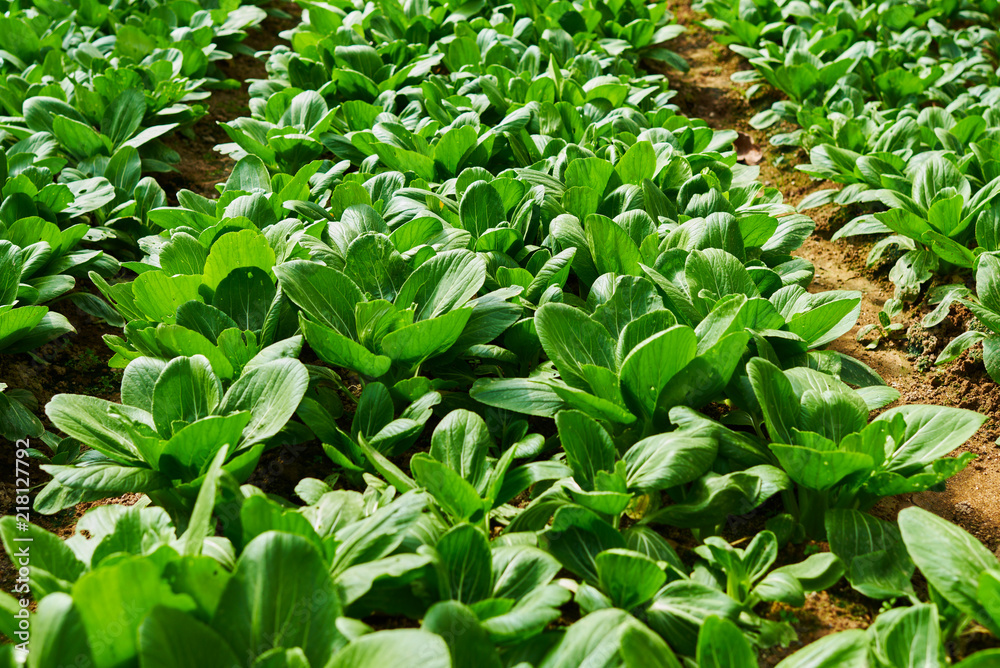 Obraz premium Chinese cabbage field in the countryside. Healthy vegetables. Plantation in the farm. Kind of vegetables. Arable farmland with fresh vegetable at spring season. Agriculture and harvest concept.