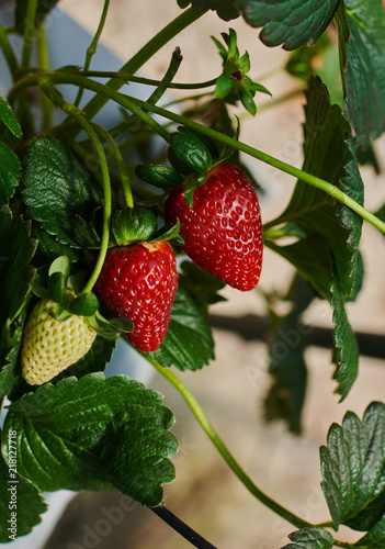 Strawberry in strawberry fields. Close up shot strawberry on the green leaf background. Berries on the branch at the morning light. Smart agriculture  farm  technology concept.
