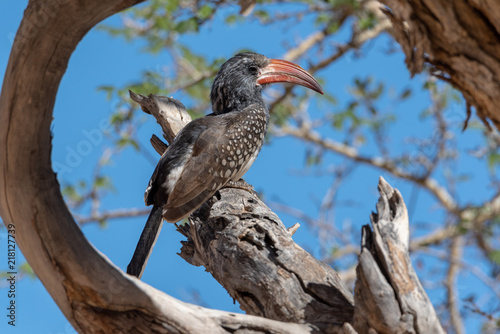 Portrait of a Monteiro's red billed Hornbill surrounded by tree branches and blue sky, Namibia