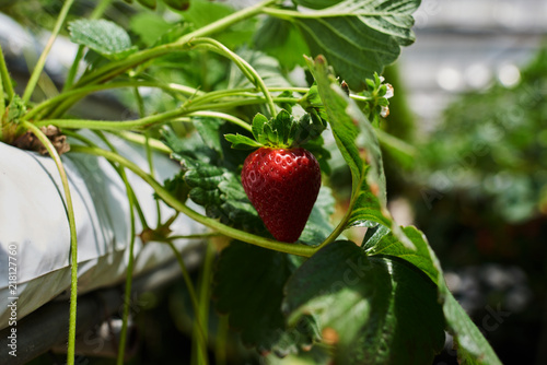 Strawberry growing in a greenhouse. Closeup strawberry plants in the large glasshouse. Large greenhouse horticulture company specialized for hydroponic cultivation of strawberries.