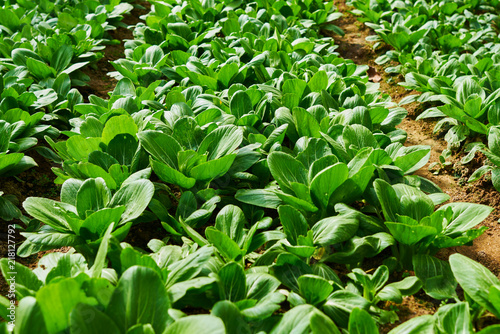 Chinese cabbage field in the countryside. Healthy vegetables. Plantation in the farm. Kind of vegetables. Arable farmland with fresh vegetable at spring season. Agriculture and harvest concept.
