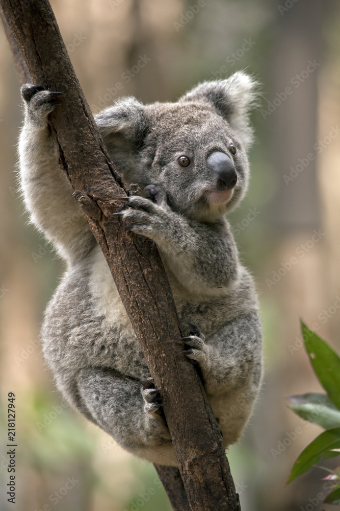 Obraz premium joey koala
