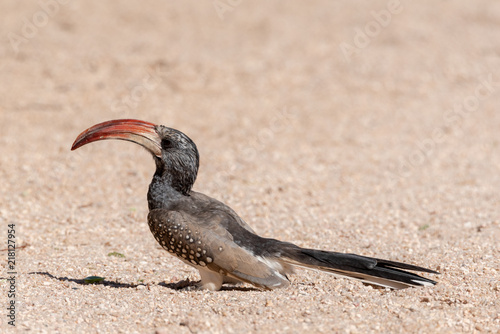 Beautiful portrait of a monteiro's red-billed hornbill in bright daylight, Namibia