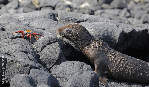 seal looking at lightfoot sally