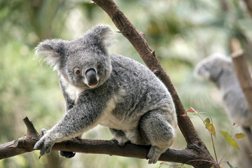 Ingelijste posters Koala Joey koala met grote oren  © susan flashman