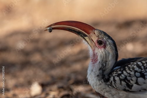 Head portrait close up of Damara red-billed Hornbill