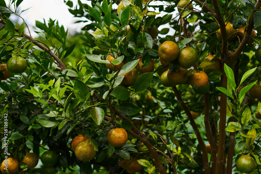 Natural food. Healthy eating, bio and organic food. Ripe juicy sweet orange mandarins on a tree in the orchard. Branch with fresh ripe tangerines and leaves. View of green garden. Selective focus. Natural food. Healthy eating, bio and organic food. Ripe juicy sweet orange mandarins on a tree in the orchard. Branch with fresh ripe tangerines and leaves. View of green garden. Selective focus.