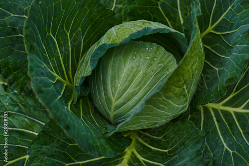 Fresh cabbage from farm field. View of green cabbages plants. Vegetarian food concept. Soft focus of big cabbage in the garden. Fresh green cabbage maturing heads growing in vegetable farm.