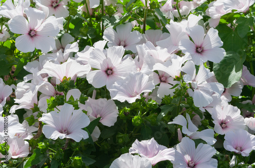 lavatera white Dwarf Pink Blush beautiful white flowers with pink stripes from the core, a large bush in full bloom, the plant is lit by the sun, thin light green foliage,