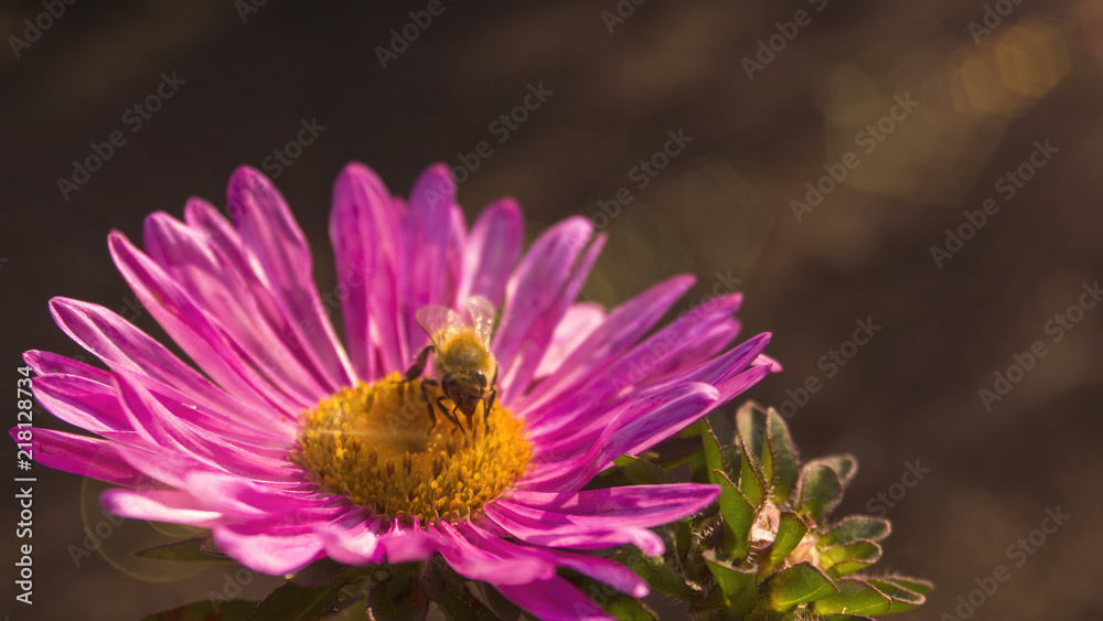 Fototapeta premium Beautiful flower on a blurred bokeh background