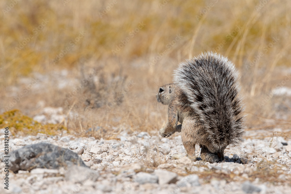 Obraz premium Male ground squirrel standing with bushy tail up in the air, Namibia