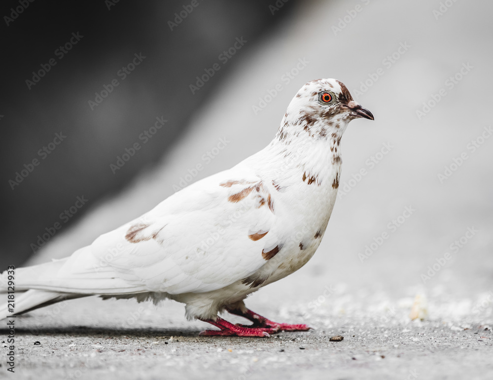 Obraz premium Beautiful pigeon posing for a portrait