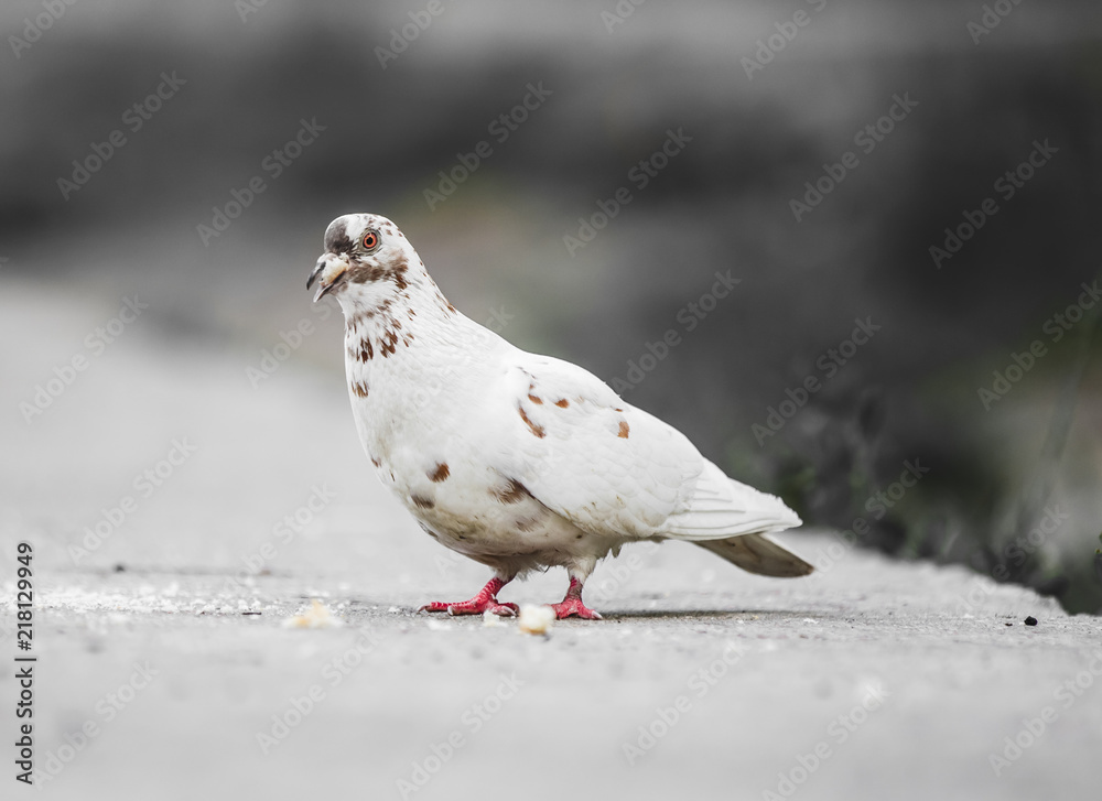 Beautiful pigeon posing for a portrait Beautiful pigeon posing for a portrait