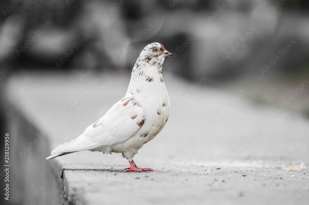 Beautiful pigeon posing for a portrait Beautiful pigeon posing for a portrait