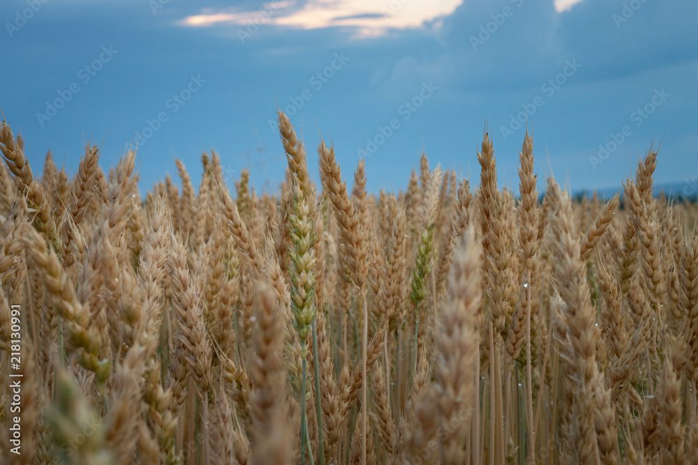 Wet field of wheat after a summer rain Wet field of wheat after a summer rain