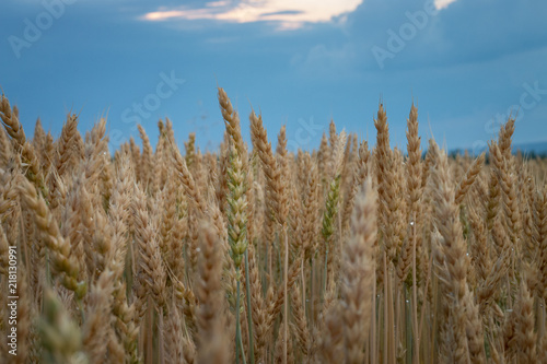 Wet field of wheat after a summer rain