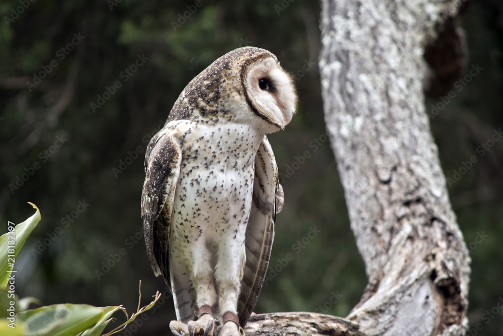 Fototapeta premium masked owl