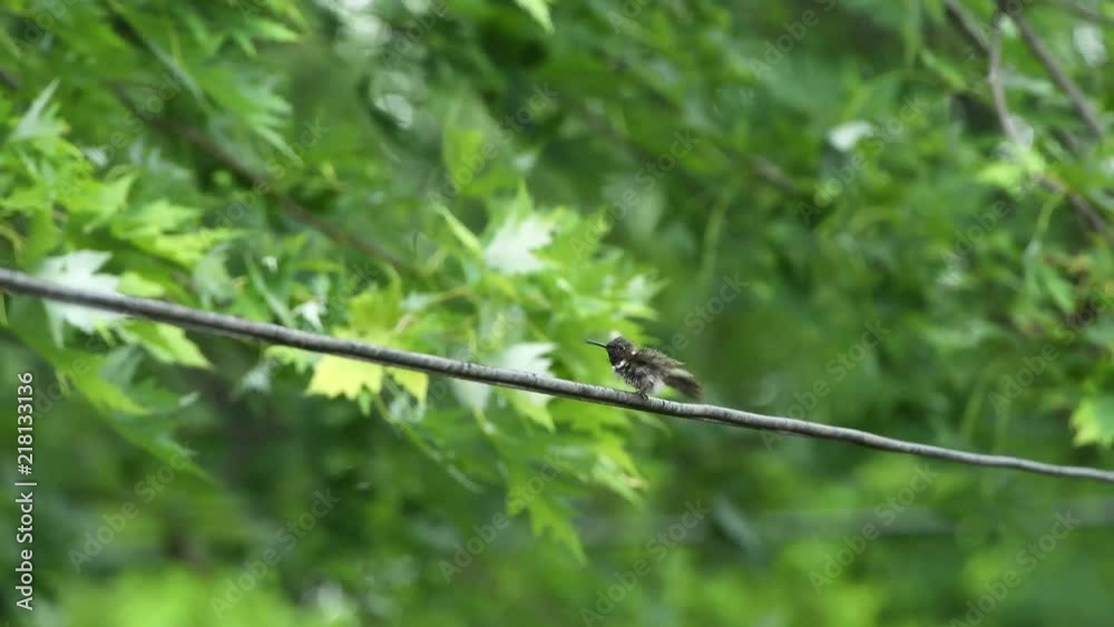 Wet Humming bird on electrical wire outside in the rain Wet Humming bird on electrical wire outside in the rain
