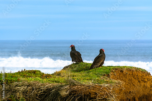 A pair of American vultures rests on top of a cliff on the Chilean coast of the ninth region.