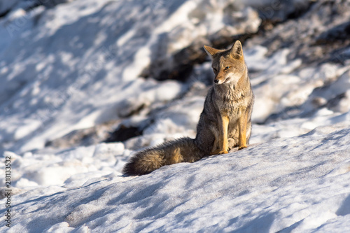 Lonely culpeo fox on the slopes of the Lonquimay volcano, ninth region, Chile.