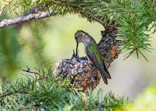 Hungry Hummer - A mother broad-tailed hummingbird feeds its chick. Dillon, Colorado.