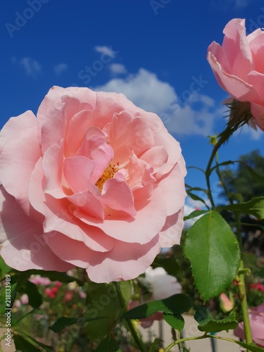 Fototapeta Naklejka Na Ścianę i Meble -  Flower rose pink