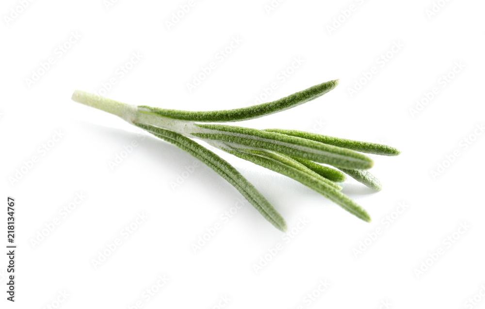 Fresh rosemary on white background