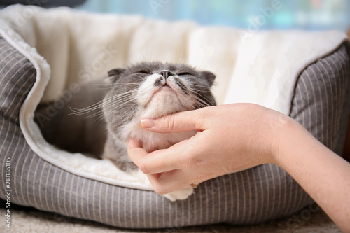 Fototapeta Naklejka Na Ścianę i Meble -  Woman stroking her cat while it resting on pet bed at home