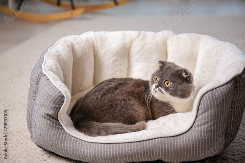 Fototapeta Naklejka Na Ścianę i Meble -  Cute cat resting on pet bed at home