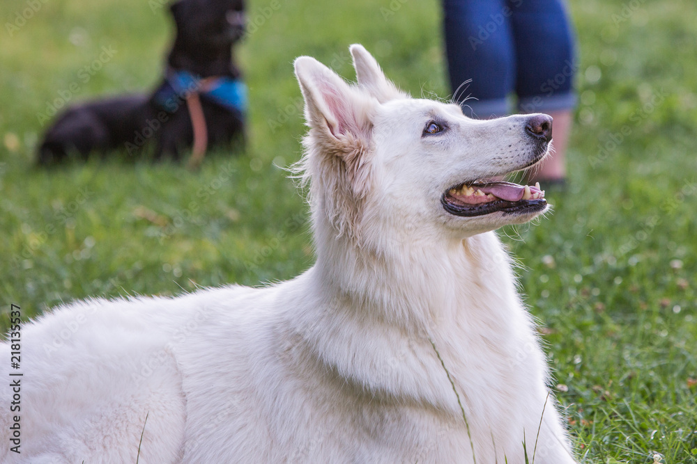 Portrait of swiss white shepherd dog living in Belgium and playing with fresbee