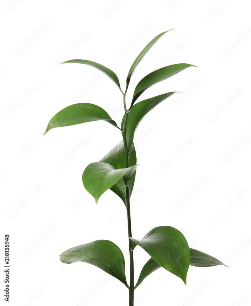 Ruscus branch with fresh green leaves on white background
