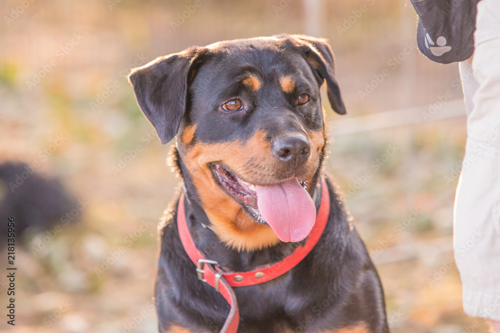 Portrait of beauceron dog living in belgium Portrait of beauceron dog living in belgium